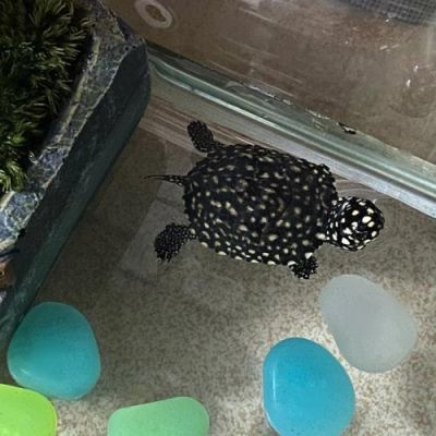 斑点池龟能长多大？斑点池龟尺寸的变化
