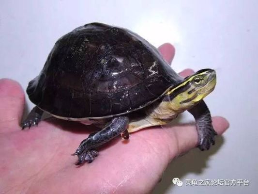 安布闭壳龟及安布闭壳龟可以冬眠吗
