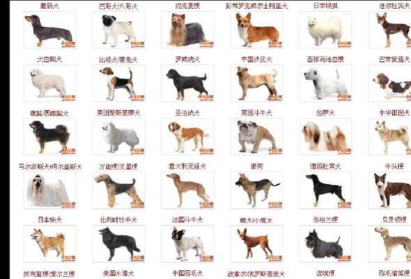 指示犬及指示犬品种——宠物知识详解