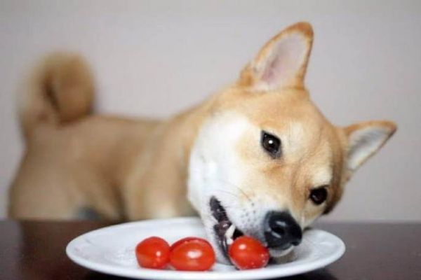 狗能吃番茄酱吗？狗能吃番茄酱吗吗？解答宠物主人的疑惑