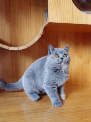 蓝短及蓝短猫——宠物知识全解析