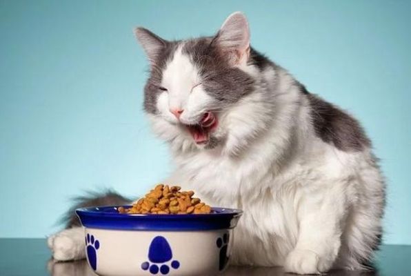 猫能饿几天不吃东西？猫咪的饮食习性与健康问题解析