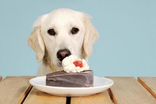 狗能吃甜食吗？宠物狗能吃甜食吗？