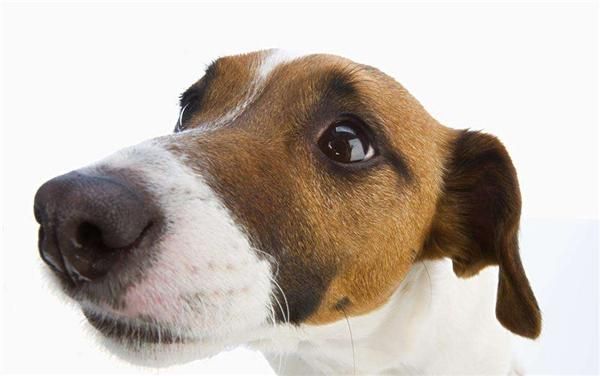 小狗鼻子干：宠物知识详解及护理方法