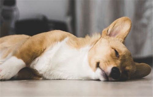 犬癫痫及犬癫是什么原因引起的？——宠物知识解析