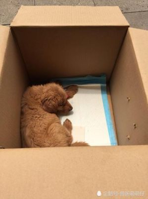 刚出生几天的小狗可以放在盒子里面吗？两个月金毛吃纸塑料纸壳的危害