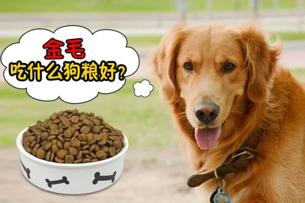 十二月龄的狗狗能吃狗粮吗？（12岁金毛吃什么狗粮）