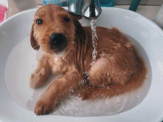 金毛幼犬多大能洗澡？（金毛幼犬几个月洗澡）