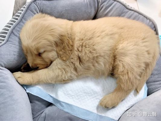 金毛小狗崽睡觉经常抽搐是怎么回事？（金毛幼犬经常做梦吗）