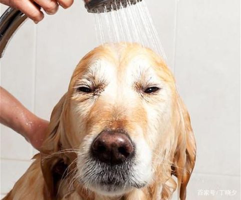 宠物换毛可以洗澡吗？（金毛的换毛期洗澡）