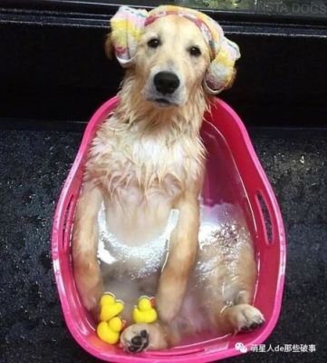 金毛幼犬什么时候能洗澡？（金毛多久洗澡合适）