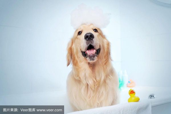 金毛什么时候可以洗澡？（金毛哪几个季节洗澡）