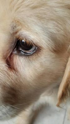 金毛幼犬有泪痕正常吗？（金毛眼睛四周出泪）
