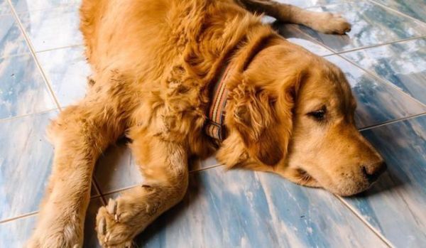 狗狗睡觉时鼻子干、耳朵有些热属正常现象吗？是不是生病了？（金毛耳朵烫不吃饭）