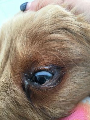 三个月的金毛眼睛有点红而且眼膜都快遮到眼球了，还有眼屎是怎么回事啊？（金毛眼睛周围发红有眼屎）