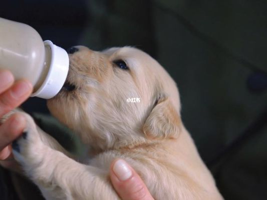 金毛幼犬能喝牛奶吗？（一岁半金毛能喝牛奶吗）